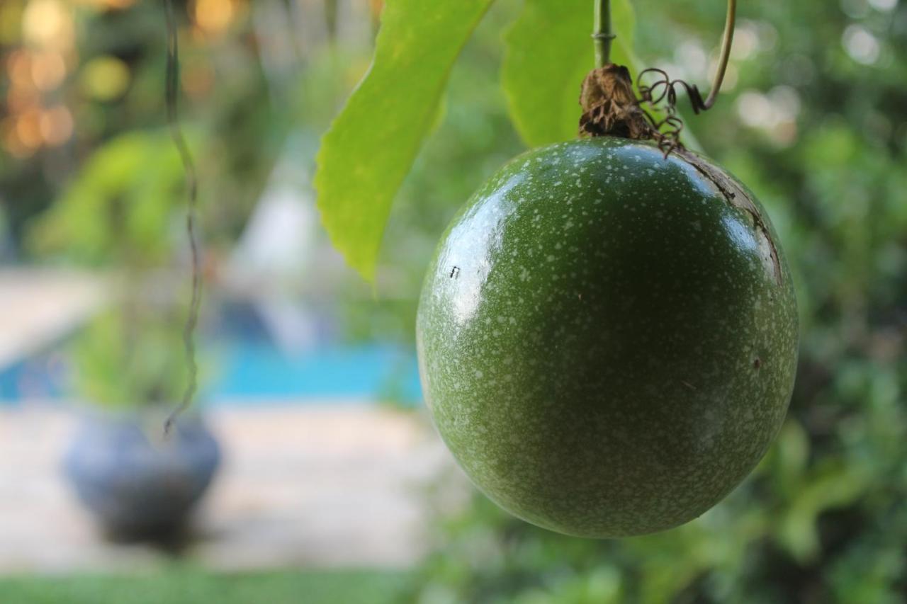 Hostel Tropico De Capricornio - Tenorio Ubatuba Dış mekan fotoğraf